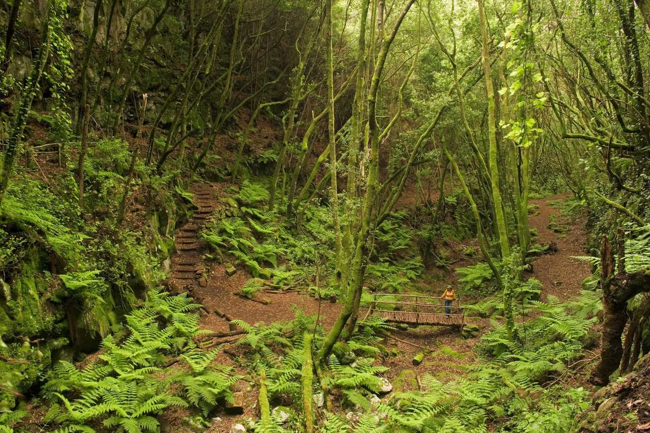 Forêt de laurisilva sur l'île de La Palma