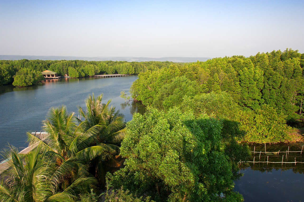 Forêt de Mangrove à Koh Kong Cambodge