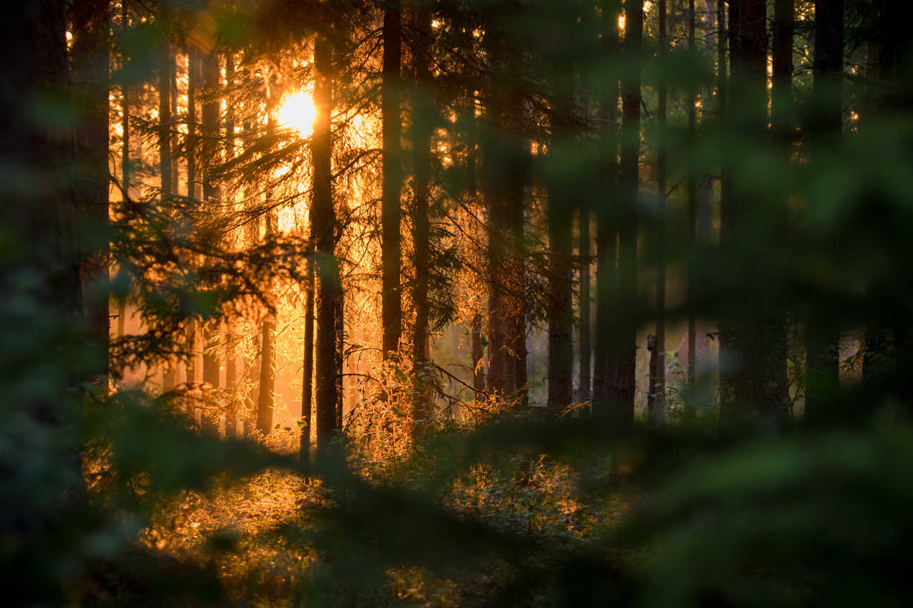 Forêt de Suède l'été