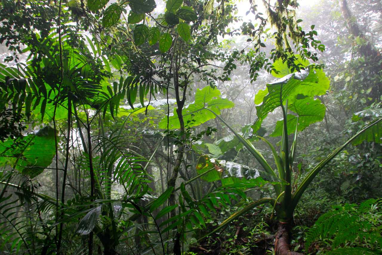 Forêt tropicale du Nicaragua