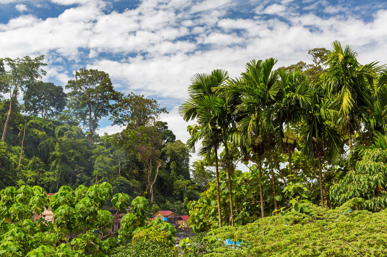 Forêt tropicale lors d'une randonnée dans la jungle dans le parc national de Gunung Leuser, Sumatra