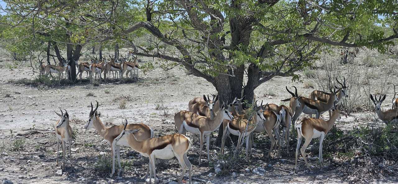 Gazelle dans le parc d’Etosha en Namibie