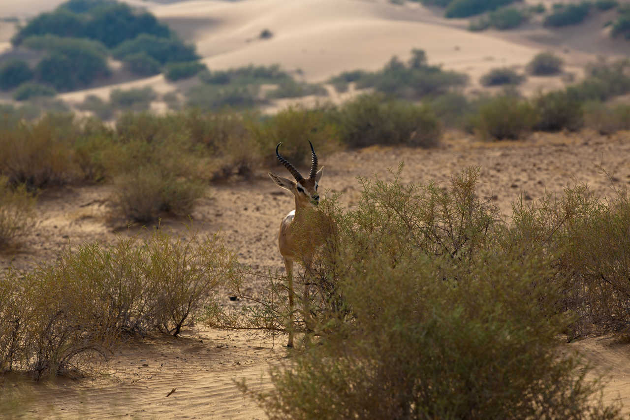 Gazelle d'Arabie, en Jordanie