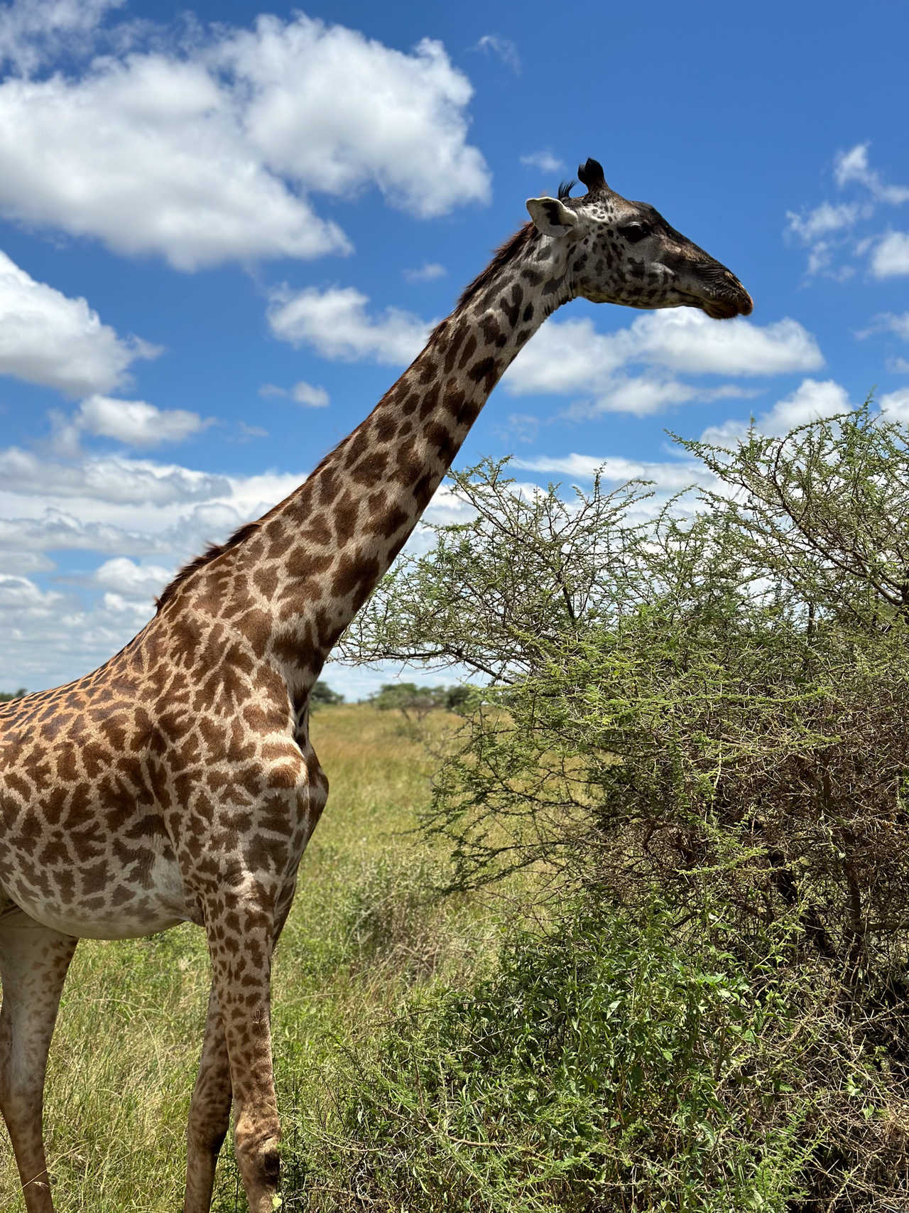 Girafe dans le Parc Serengeti en Tanzanie