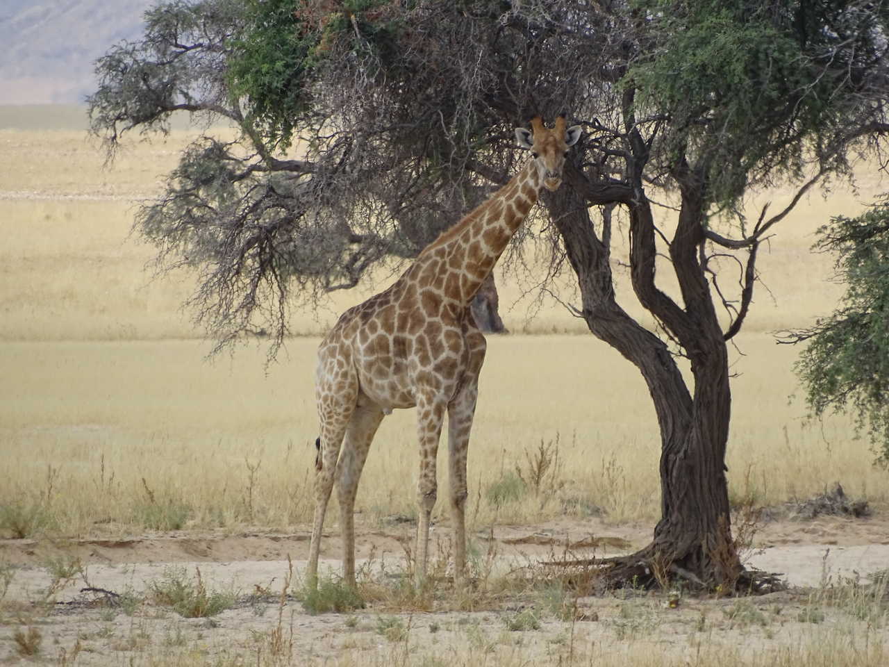 girafe en Namibie