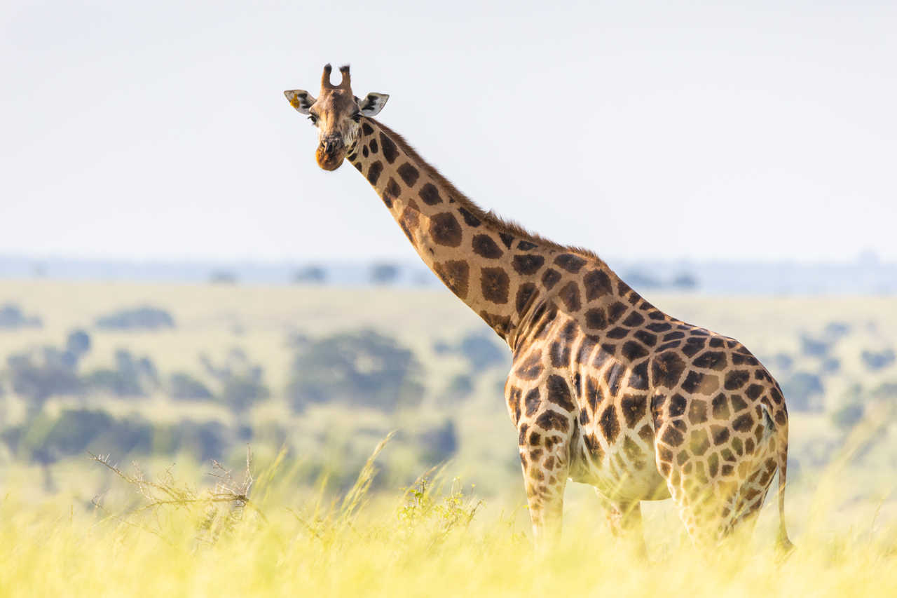 girafe en Ouganda