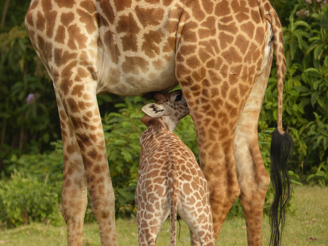 Girafes à Crescent Island au Kenya