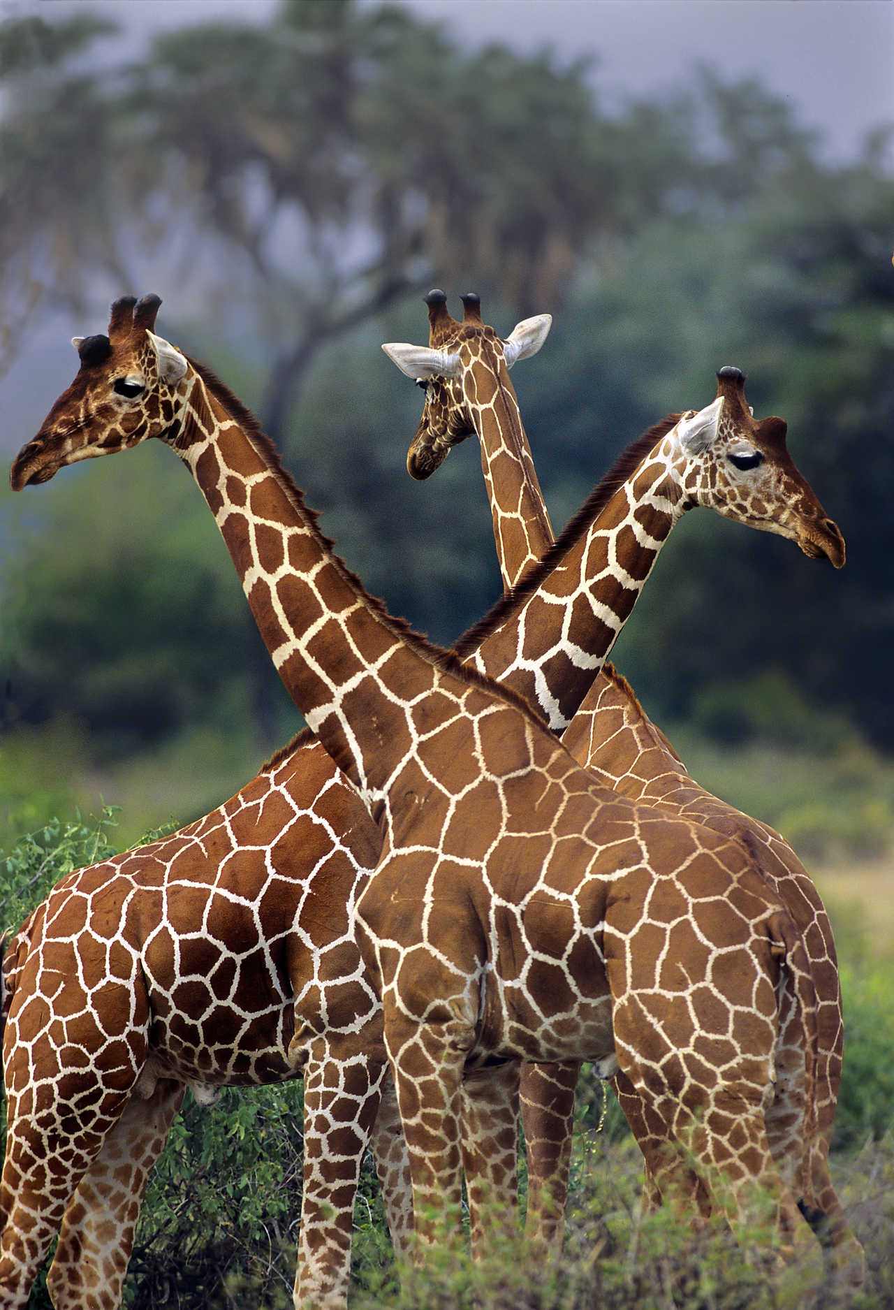 Girafes au cratère du Ngoquot