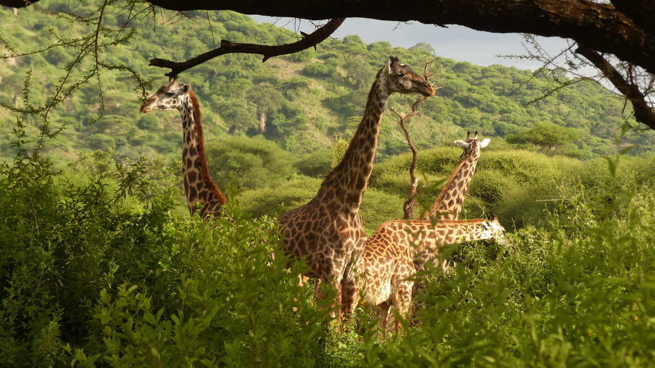 Girafes au Parc National de Manyara