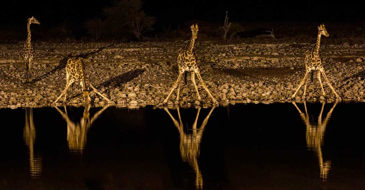 Girafes au point d'eau la nuit, Namibie