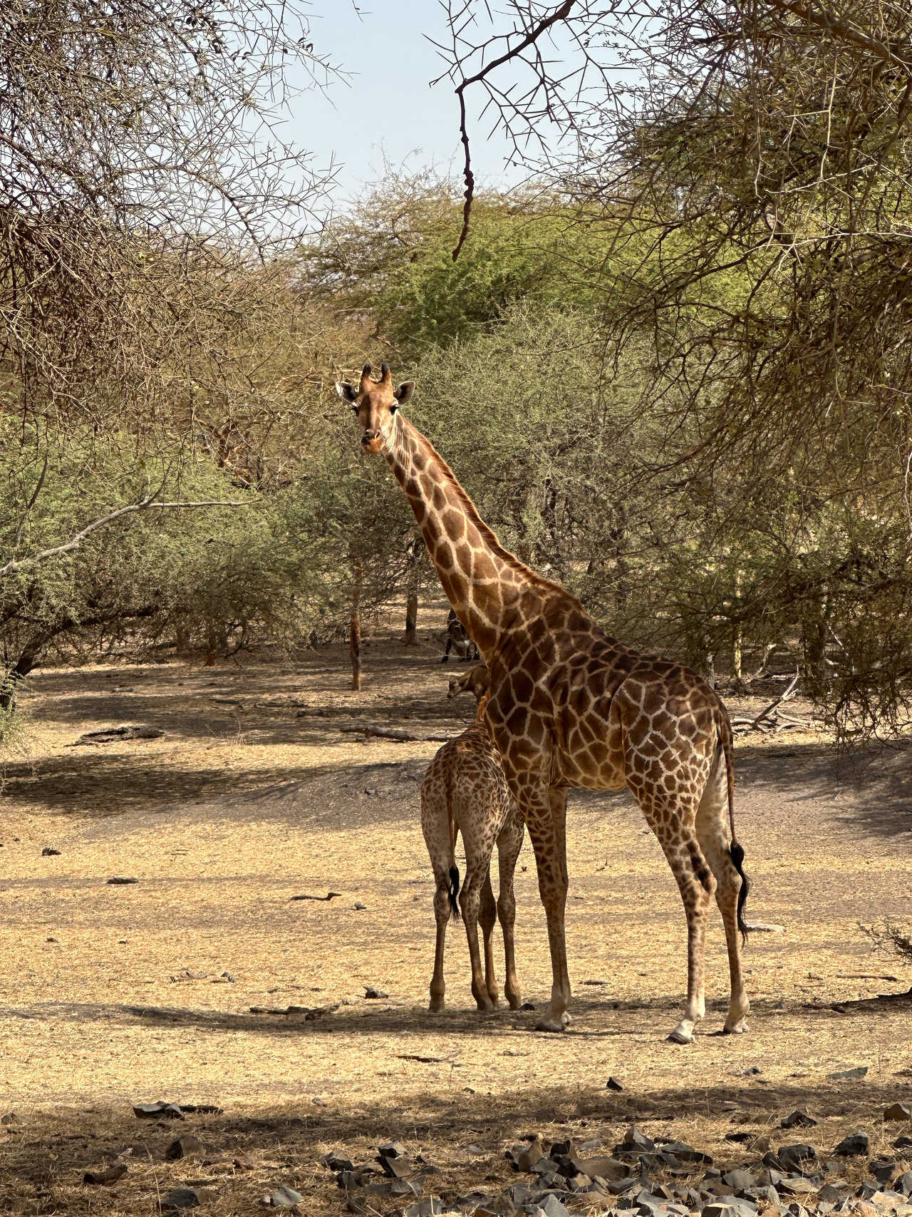 Girafes dans la réserve de Bandia au Sénégal