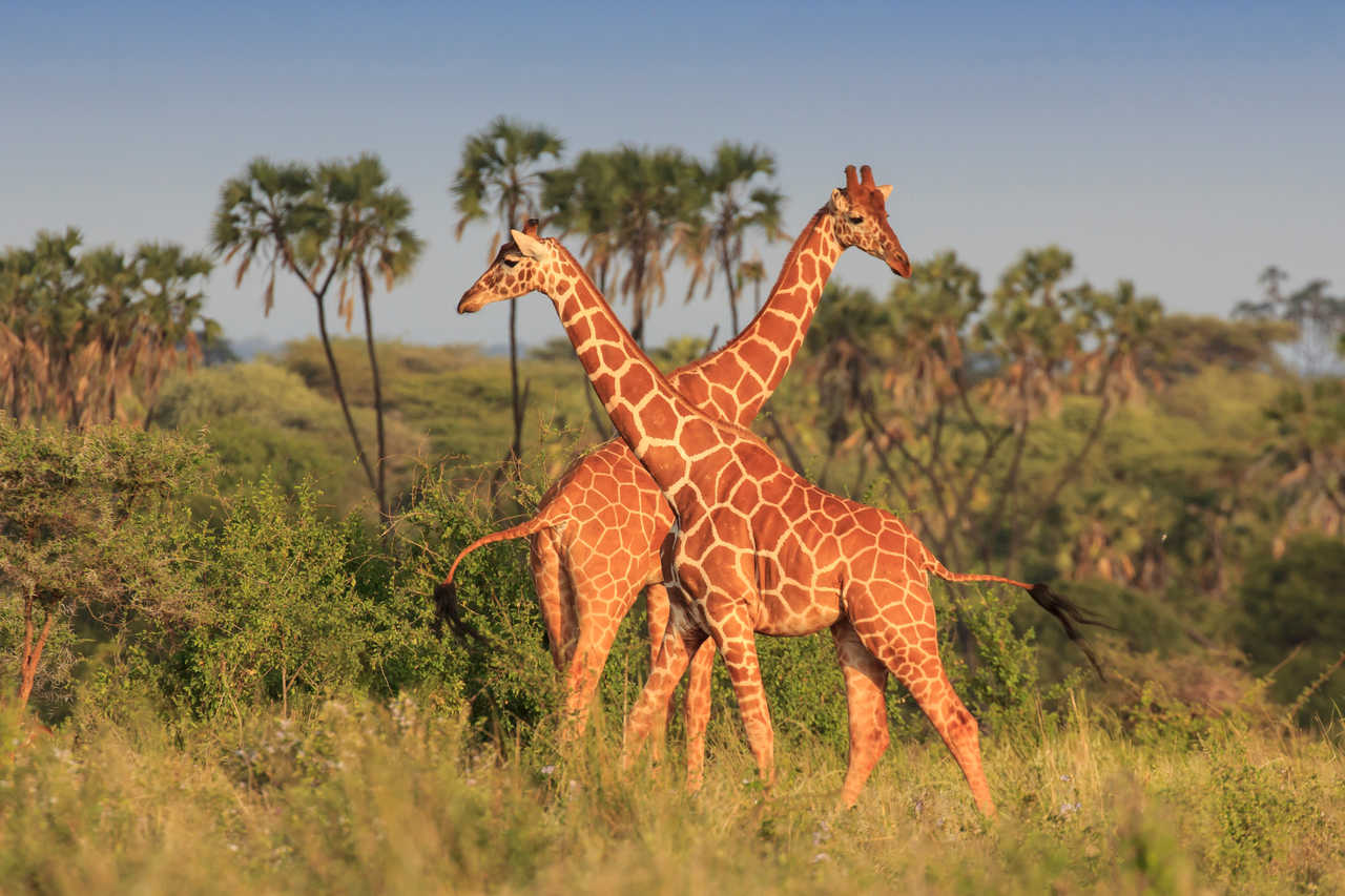 Girafes dans la savane africaine au Kenya
