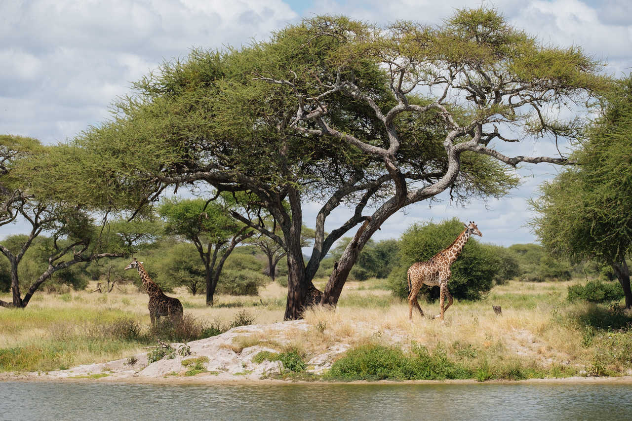 Girafes dans le parc national de Tarangire en Tanzanie