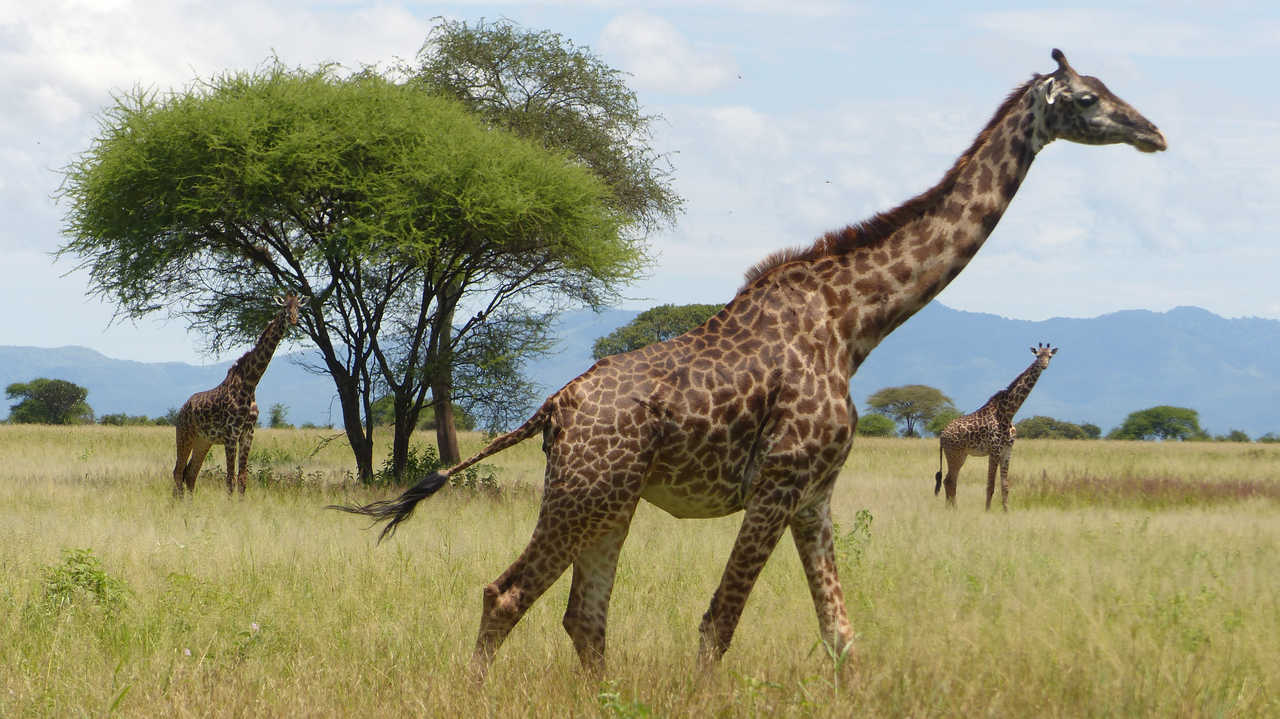Girafes dans le parc naturel du Serengeti en Tanzanie