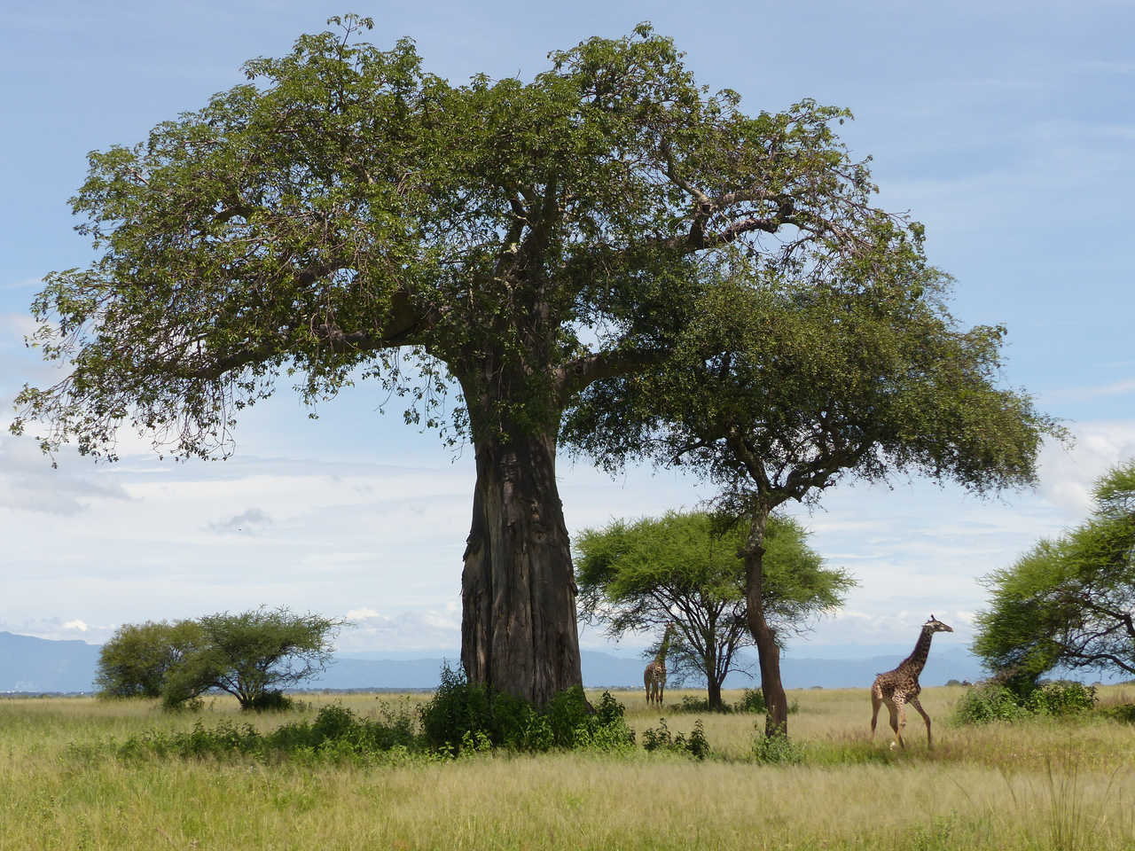 Girafes et baobabs dans le Tarangire