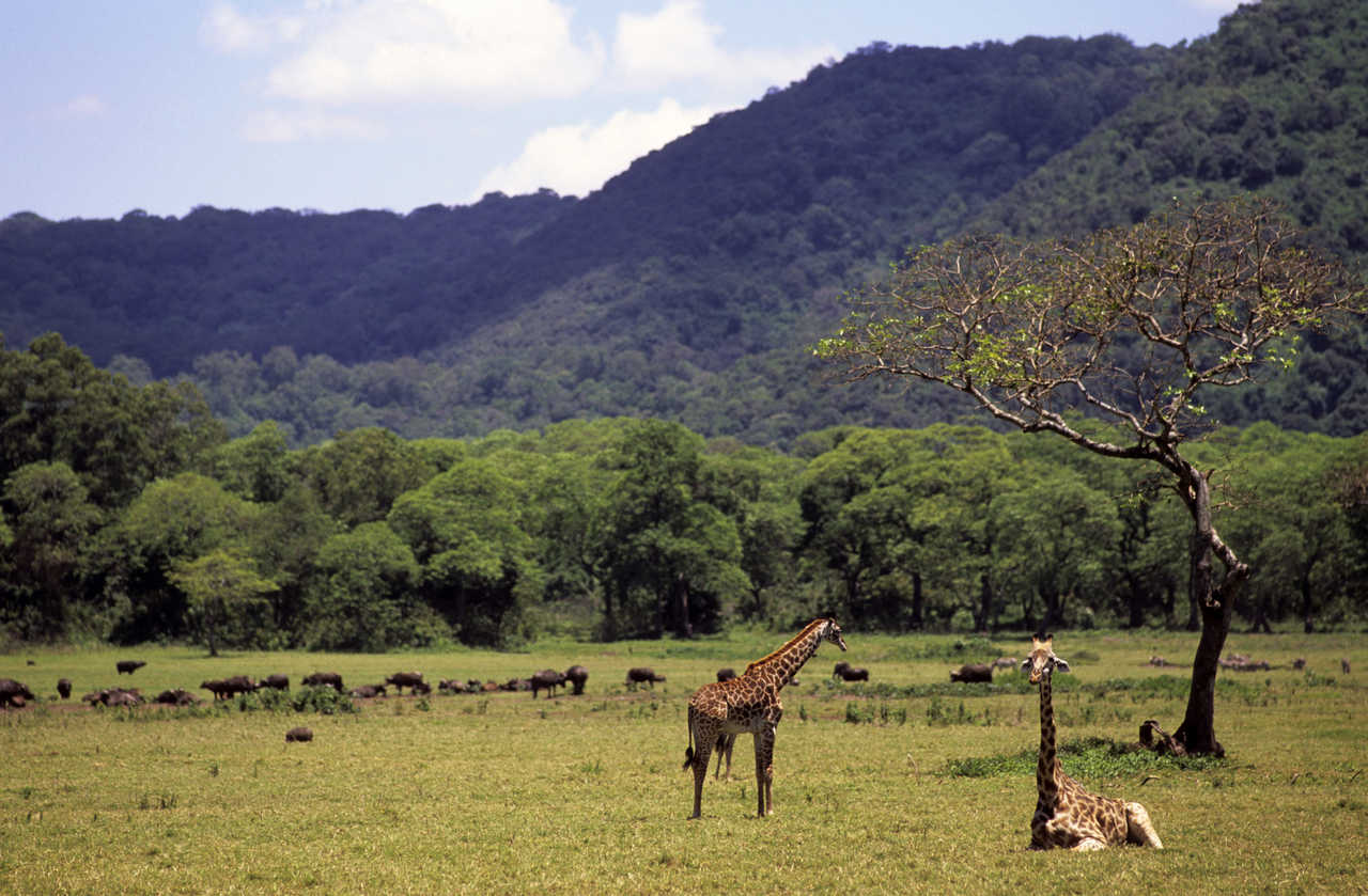 Girafes et buffles dans la savane en Tanzanie