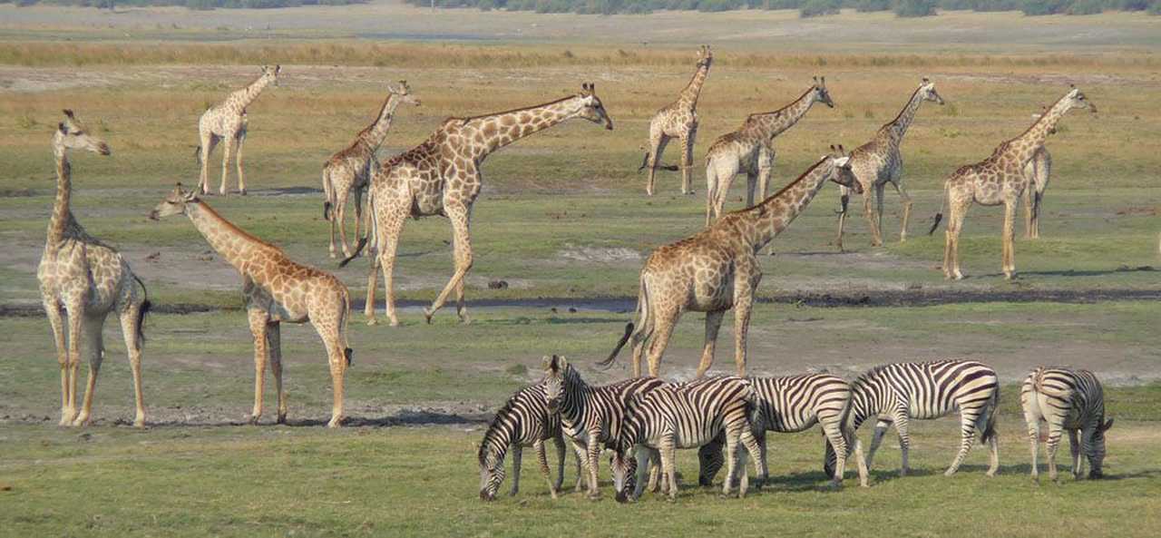 Girafes et zèbres de Namibie