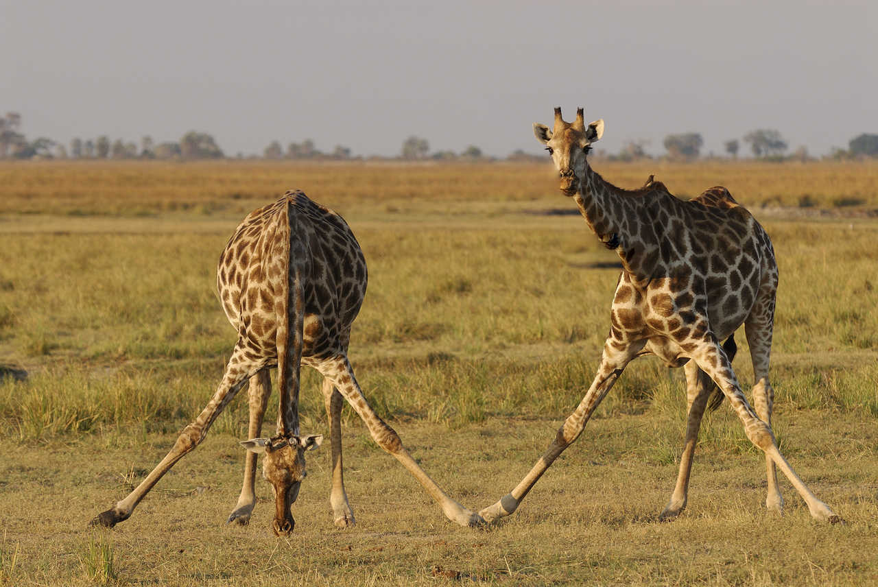 Girafes qui se baissent pour manger