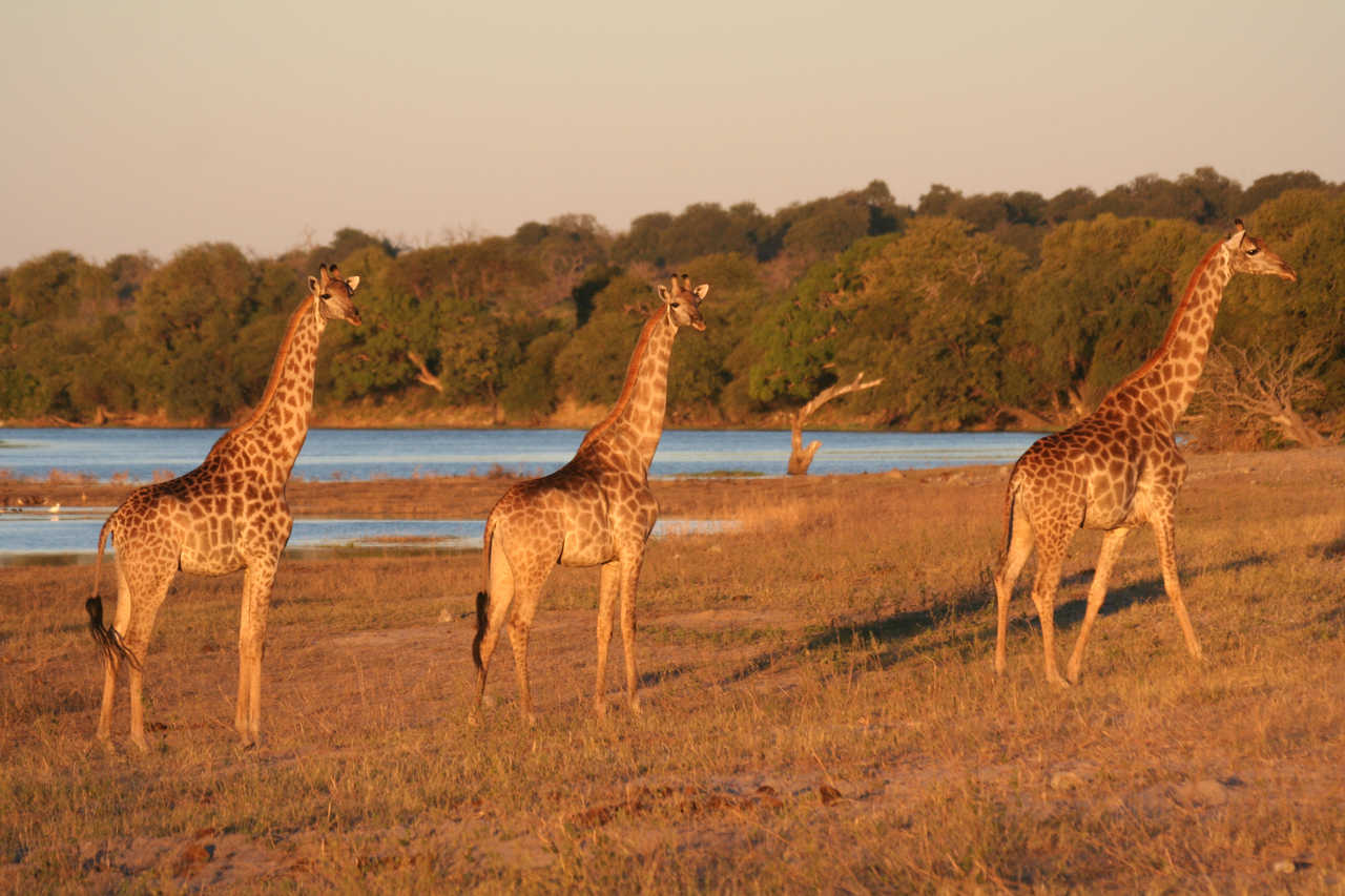 Girafes le long de la rivière Chobe au Botswana