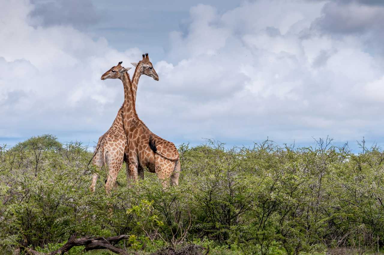 Girafes male et femelle en Namibie