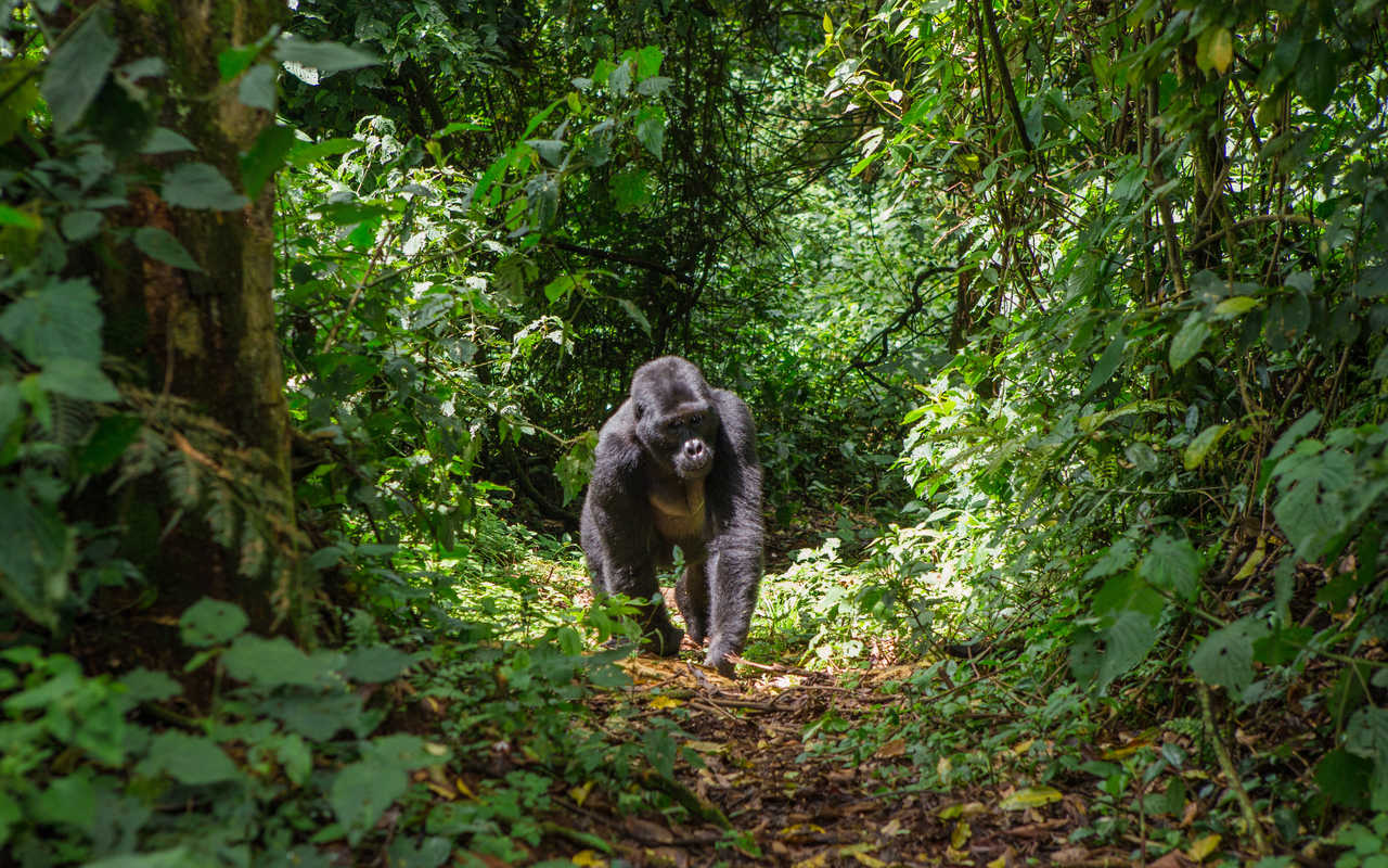 Gorille marchant dans la forêt en Ouganda
