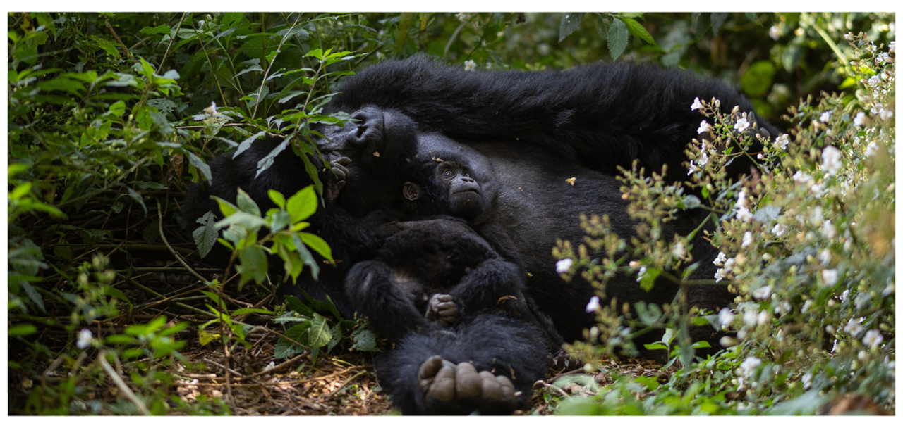 Gorilles dans la forêt de Bwindi en Ouganda