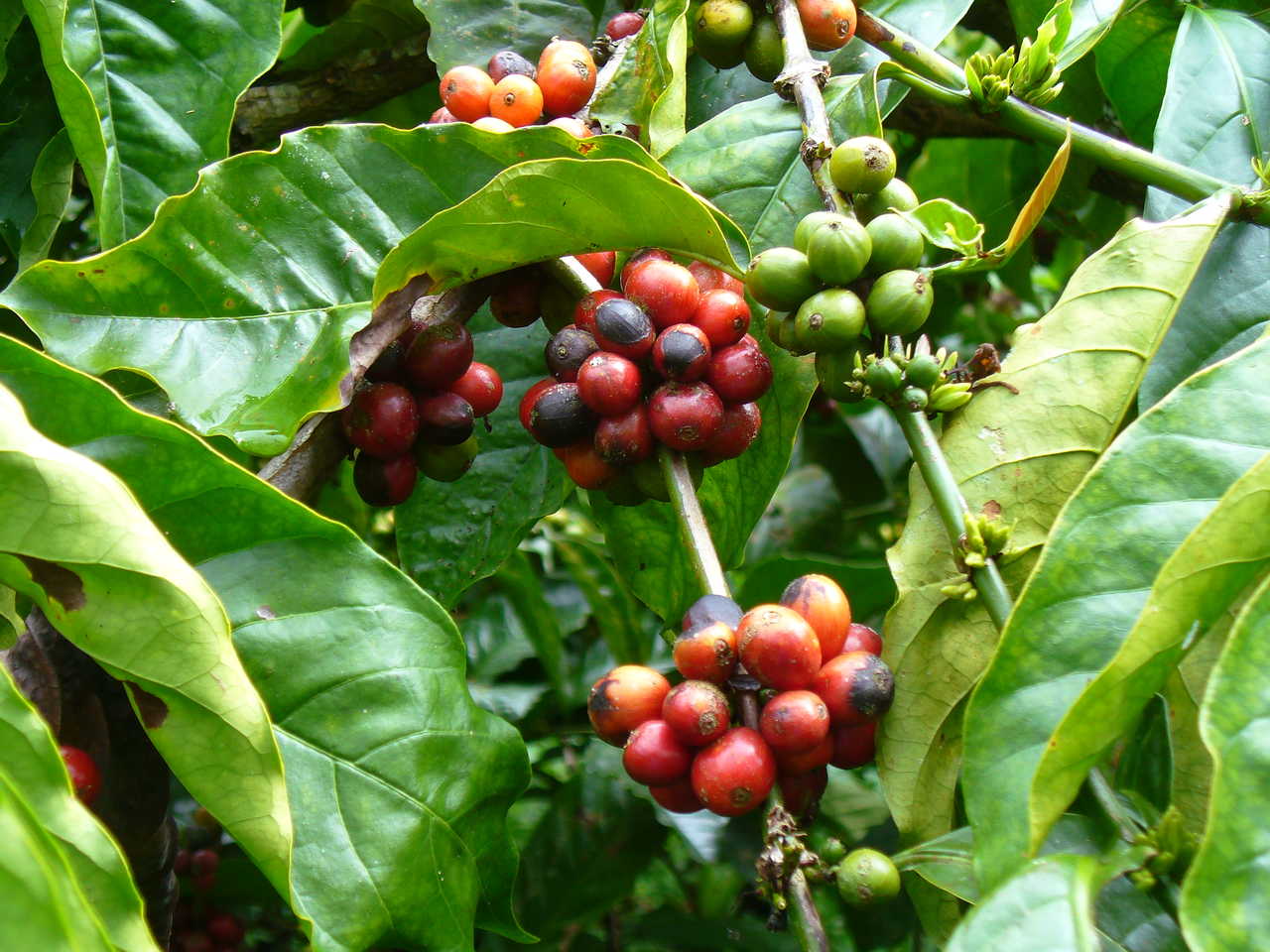 Graines de café, Indonésie