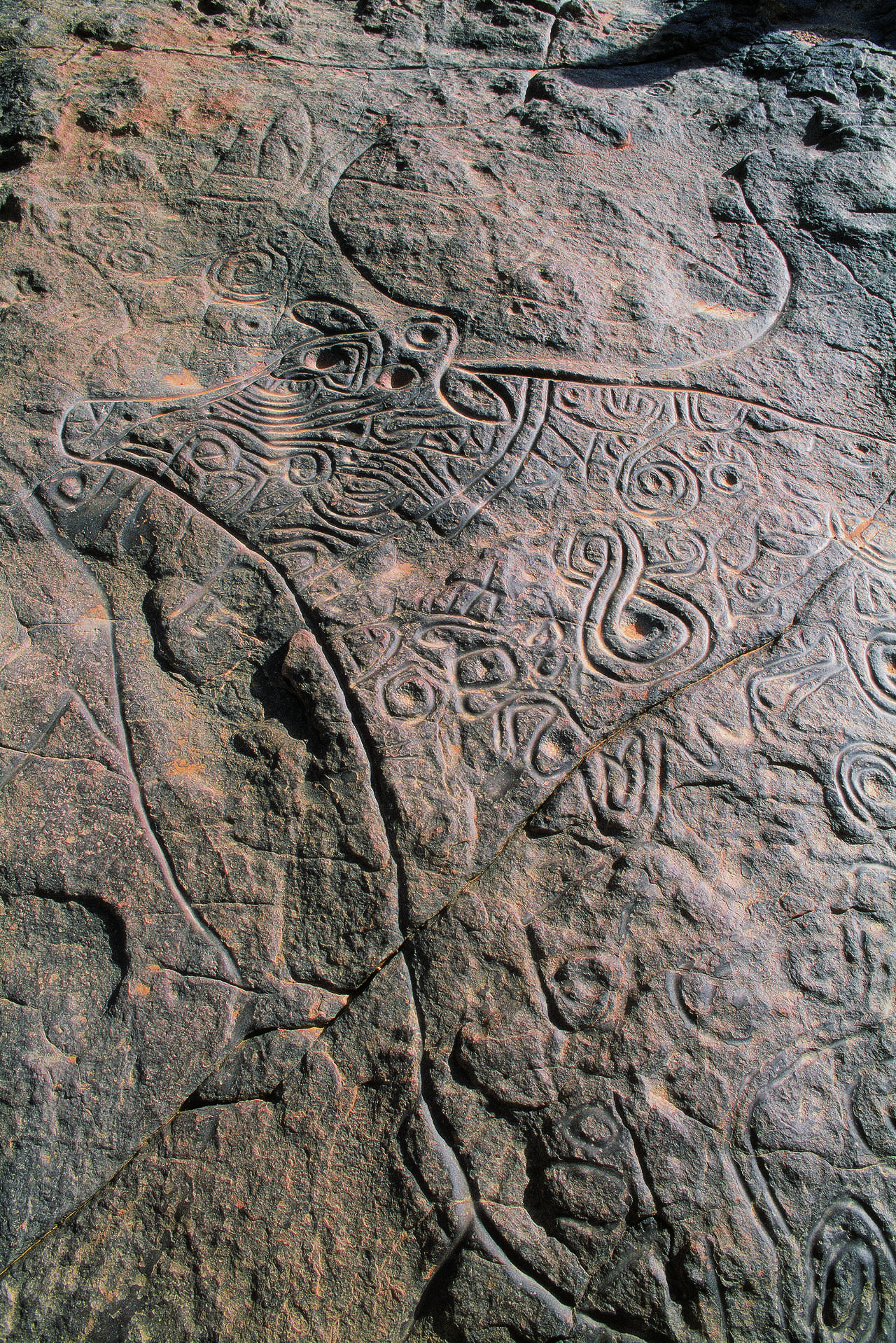 Gravure rupestre d'Auroch à Dider, Ajjers, Algérie