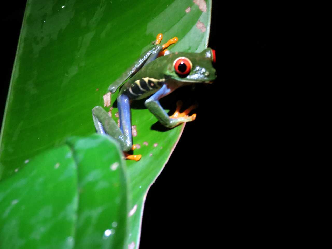 grenouille, costa rica, animaux, faune, naturaliste