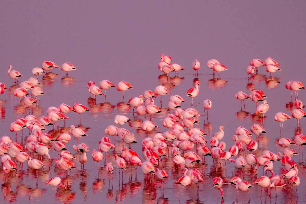 Gros plan sur des flamants roses s'alimentant dans les eaux aux reflets rosés de la Laguna Colorada sur l'Altiplano bolivien.