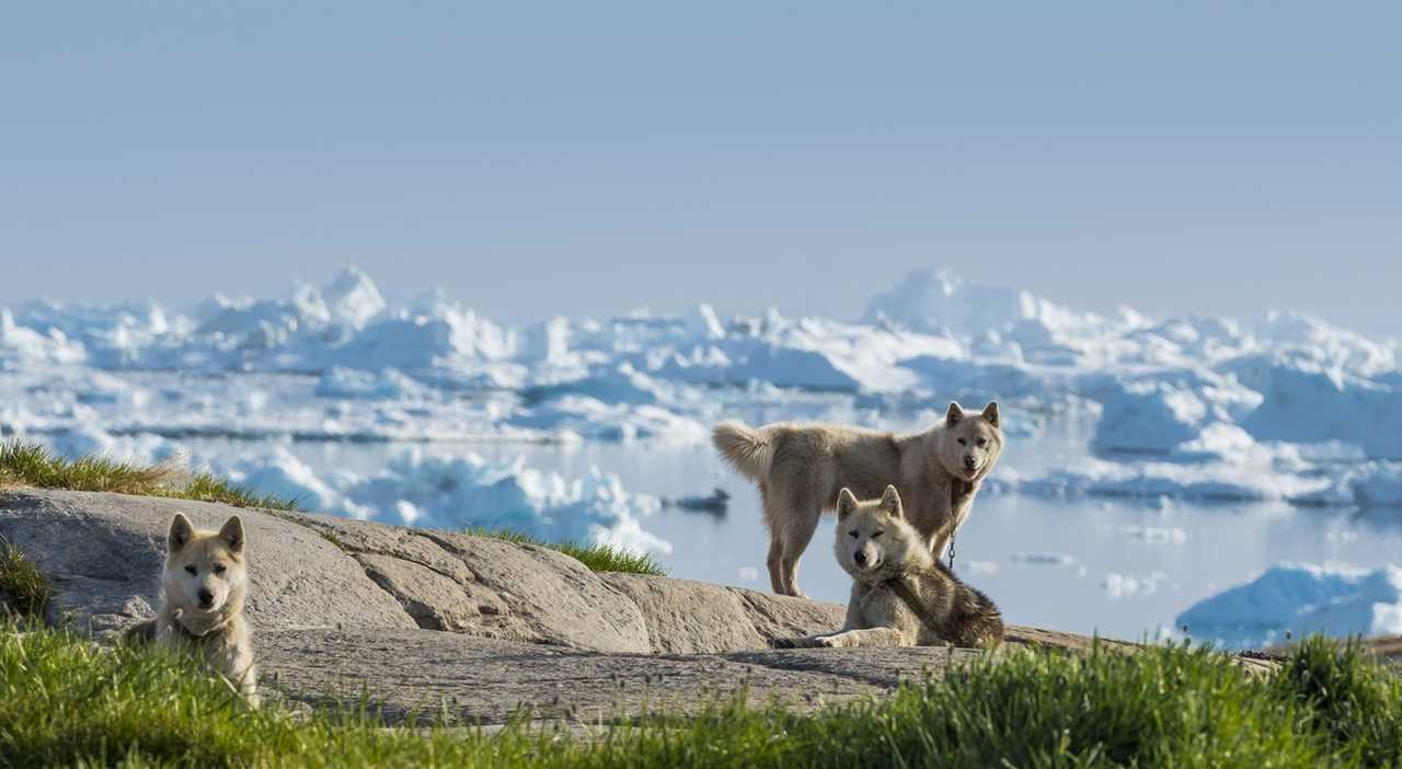 Groupe de chiens devant les icebergs au Groenland