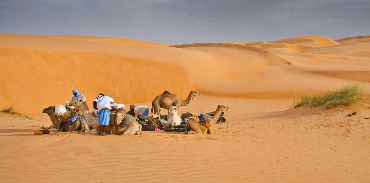 Groupe de dromadaires dans le désert en Mauritanie