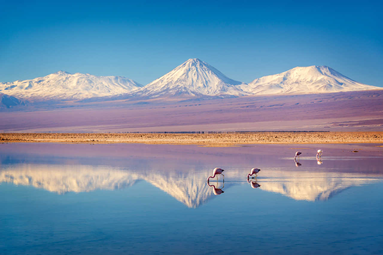 Groupe de flamants roses dans une lagune du Salar d'Atacama avec le volcan enneigé Licancabur en fond.