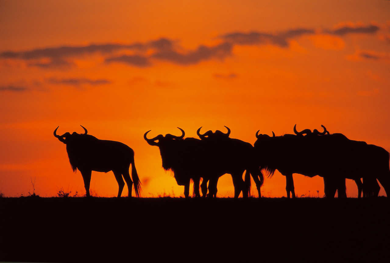 Groupe de gnous au coucher de soleil au Kenya