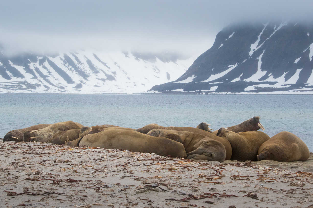 Groupe de morses au Spitzberg, Arctique