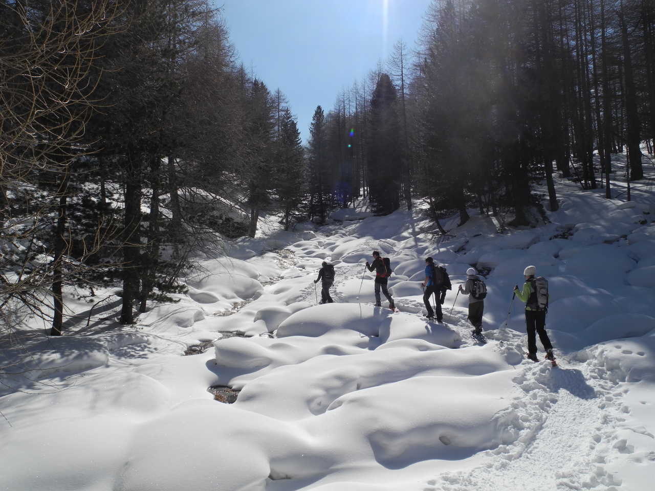groupe de randonneurs en pleine randonnée dans une forêt de sapin au sud est de la France dans les Alpes