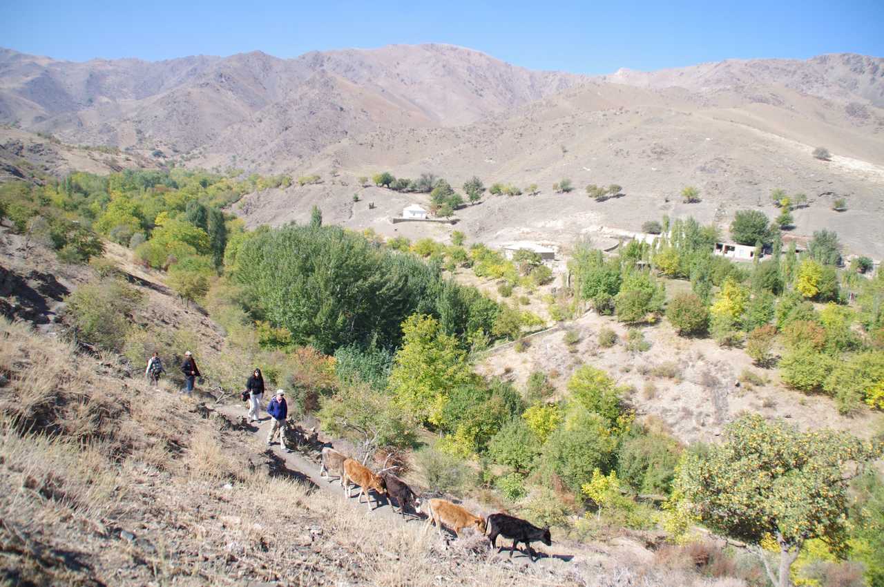 Groupe randonneurs avec vaches montagnes ouzbekistan hayat