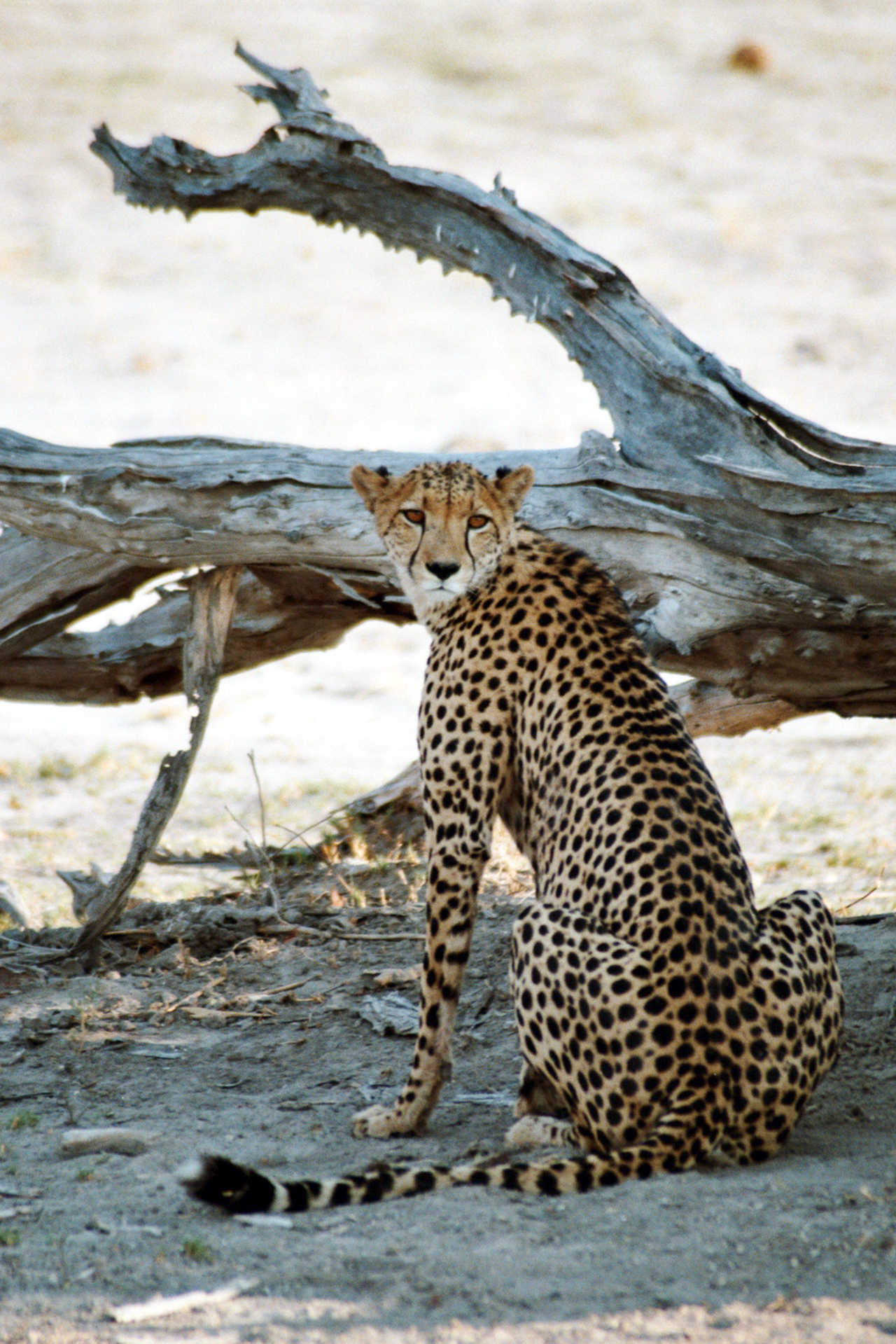 Guépard dans la réserve de Moremi au Botswana