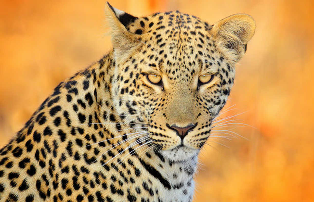 Guepard dans la vallée de Savé