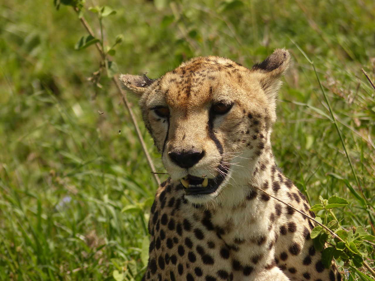 Guépard dans le Serengeti