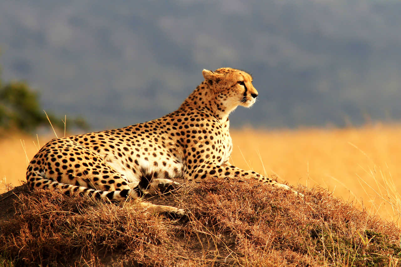 Guépard safari masai mara kenya