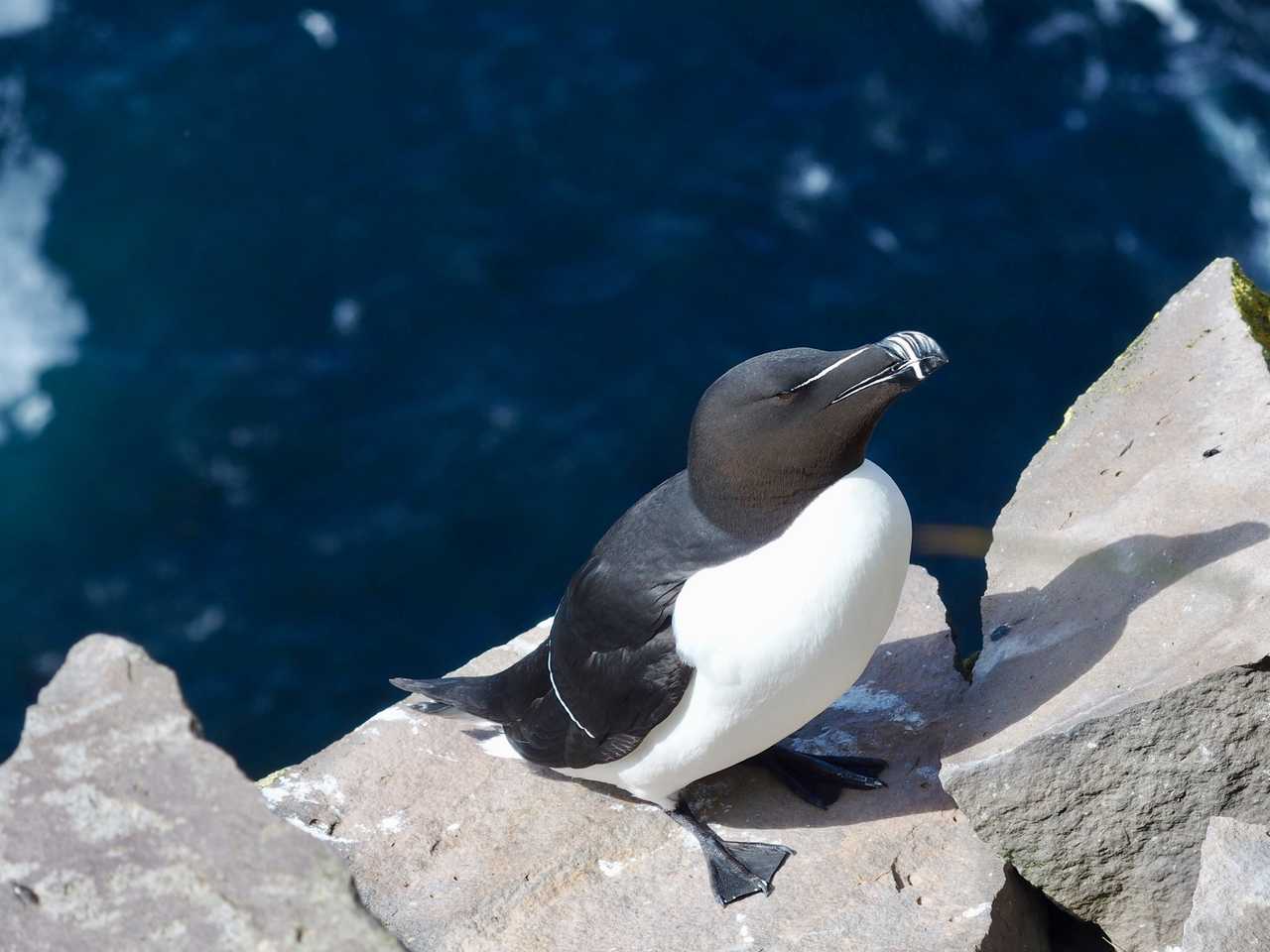 Guillemot en Islande