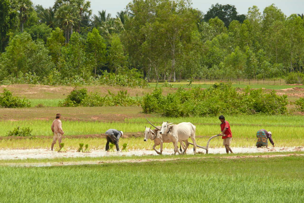 habitants vivant en campagne, faisant de l'agriculture Cambodge