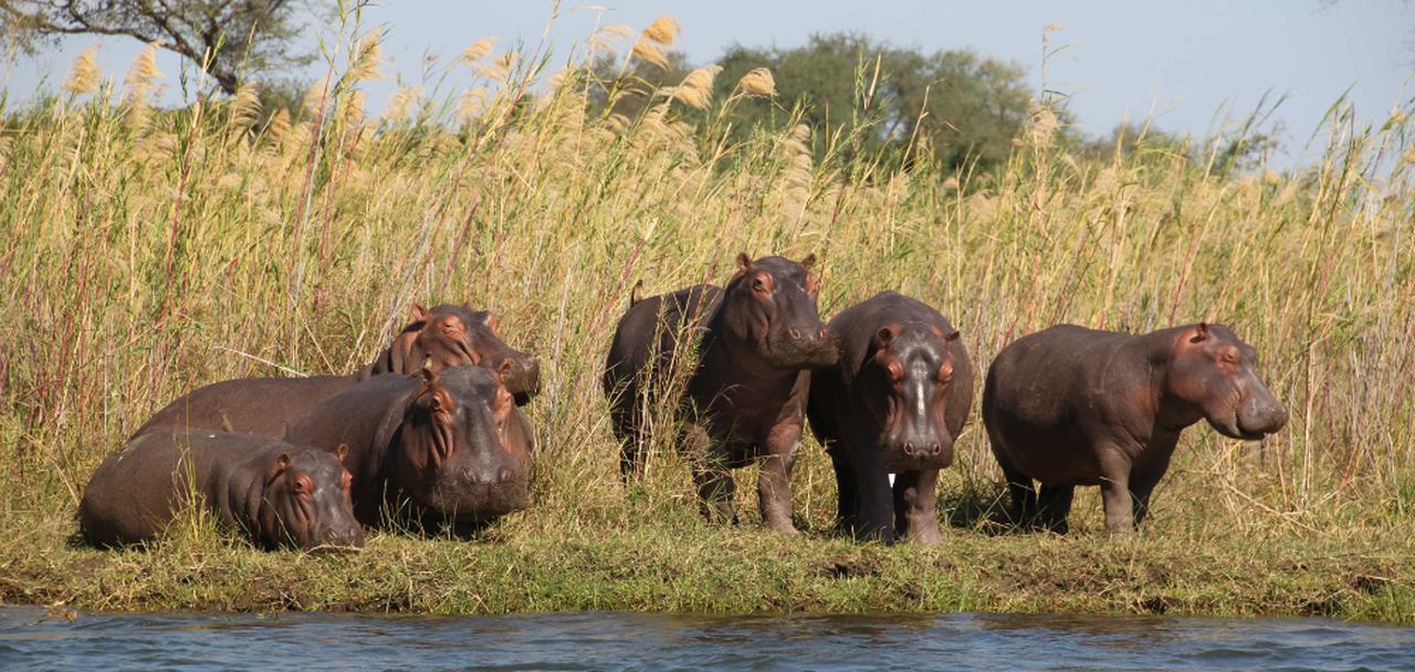 Hippopotame blog