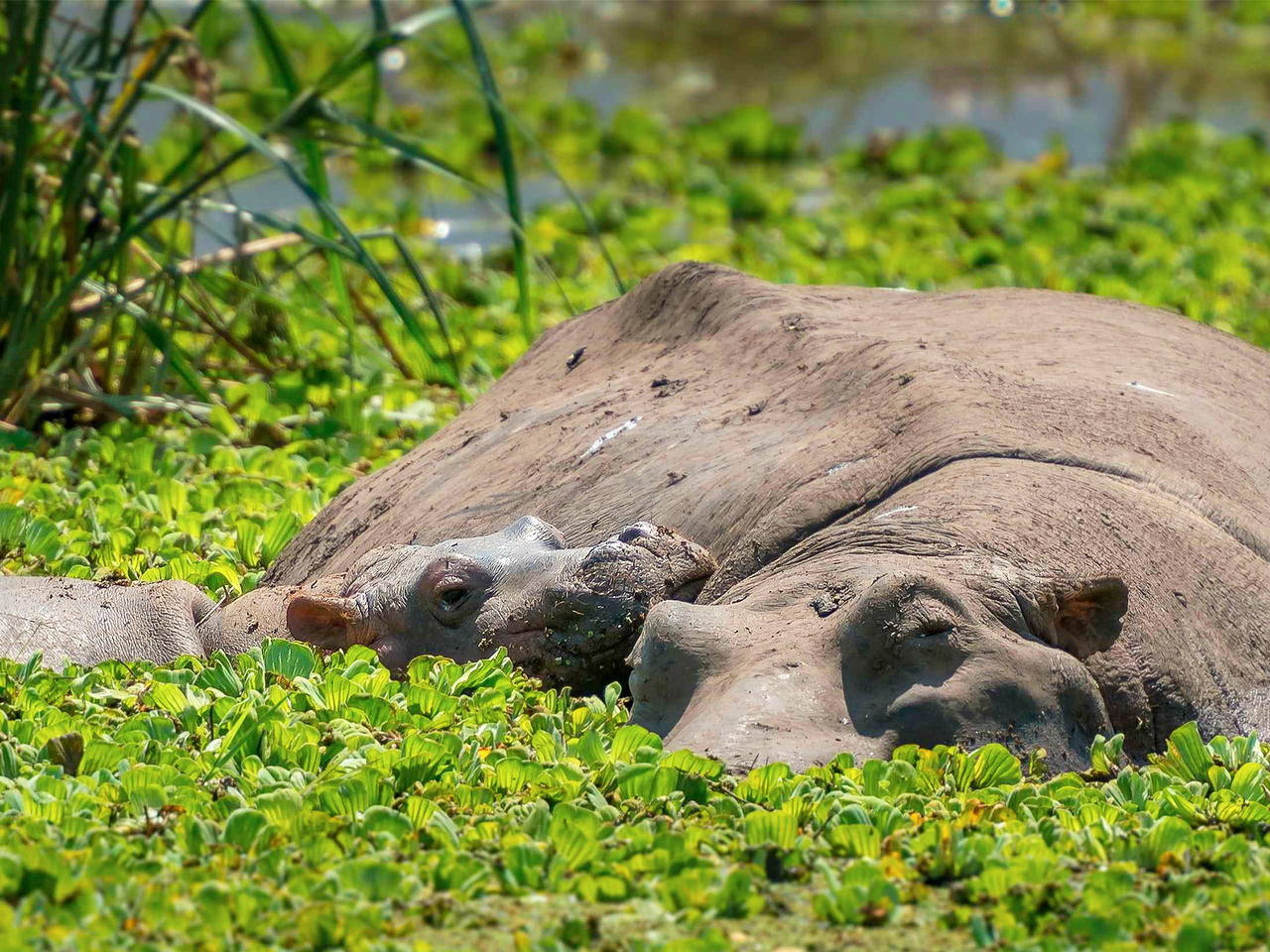 Hippopotame dans une réserve naturelle en Tanzanie