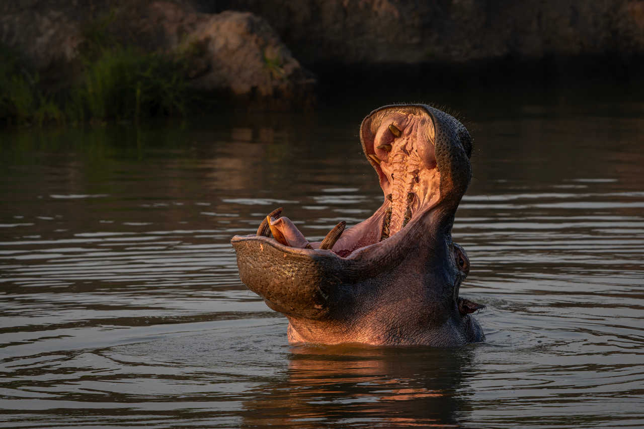 Hippopotame, parc national du lac Mburo, Ouganda