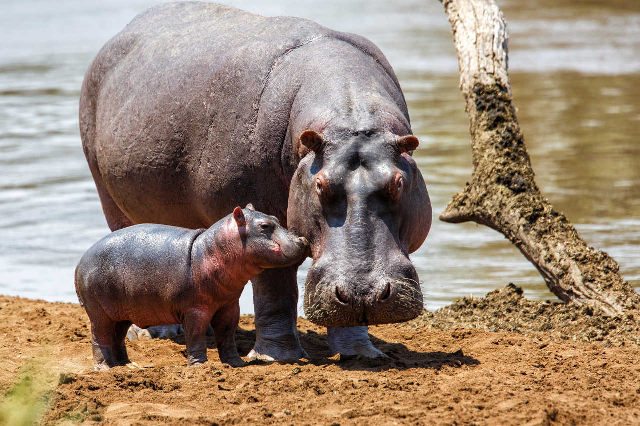 Hippopotames au Kenya