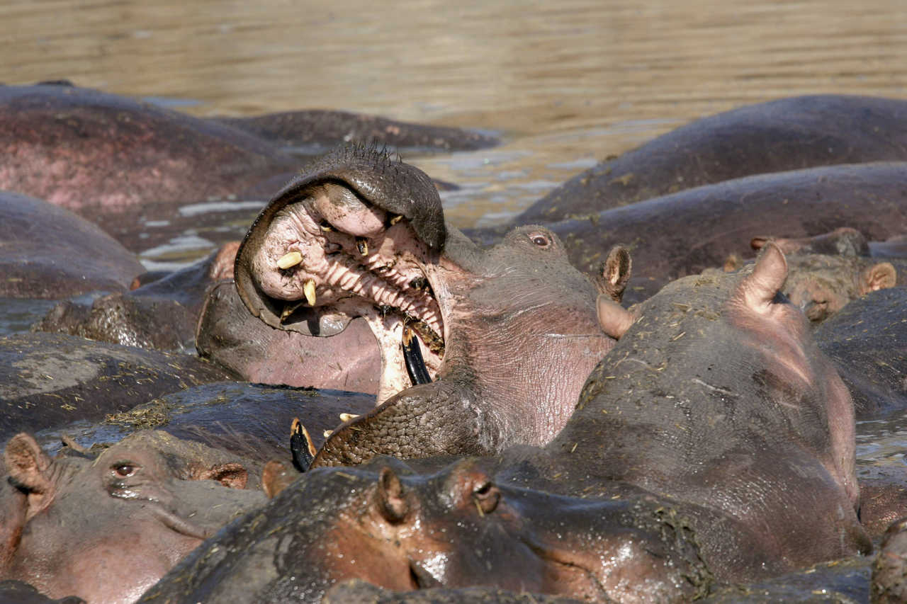 Hippopotames dans l'eau au Kenya