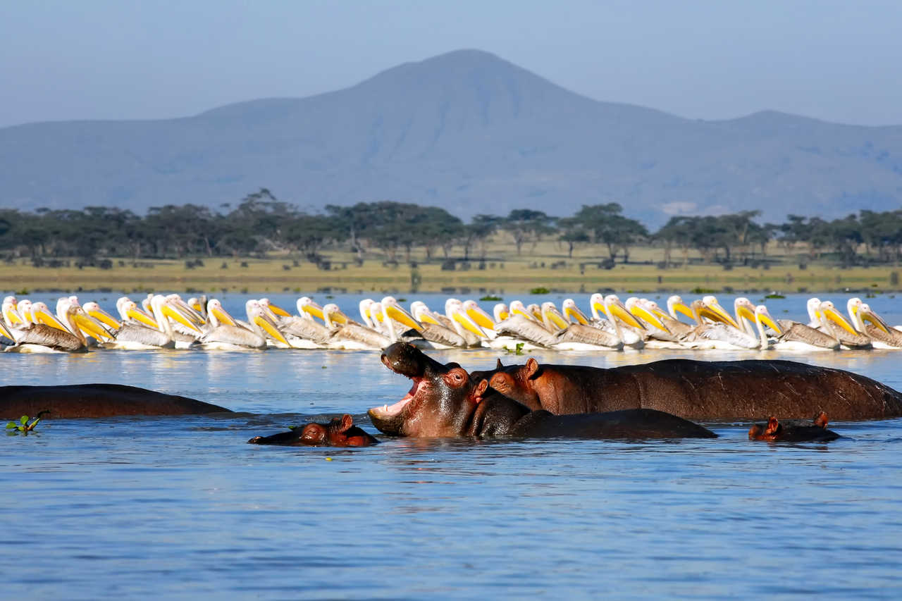 Hippos et pelicans dans le lac de Naivasha au Kenya
