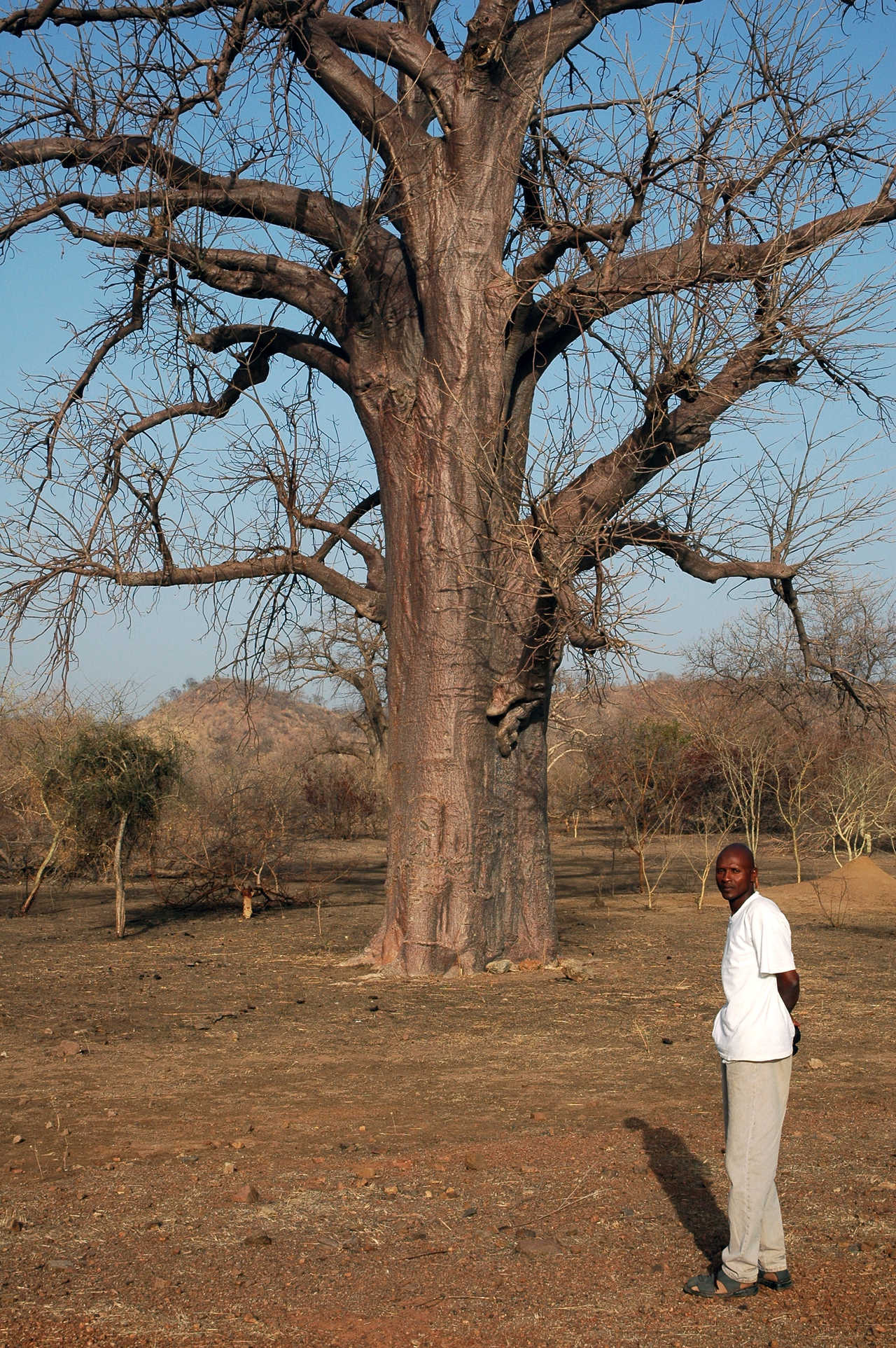Homme devant un arbre au Bénin